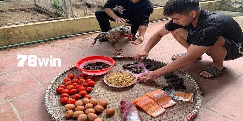 Cách Vô Mồi Cho Gà Đá Cựa Sắt Tăng Sức Mạnh Chiến Đấu 5 Lý do cần phải vô mồi chiến kê trước khi thi đấu