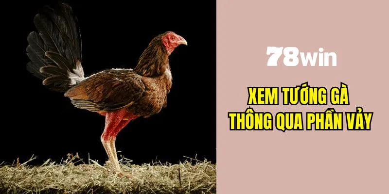 Cách xem tướng gà đá thông qua bộ phận vảy
